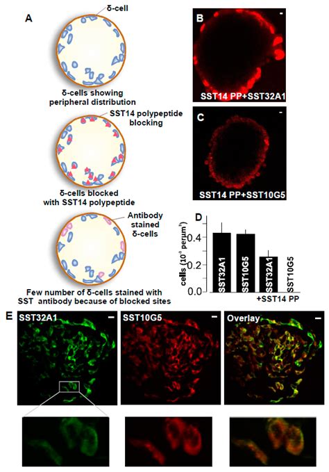 IJMS Free Full Text Somatostatin Containing δ Cell Number Is