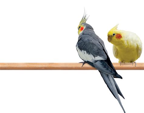 Cockatiel PNG Transparent Images