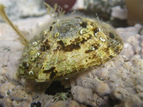 China Limpet Patella Ulyssiponensis Mallaig 2013 RainbowNature