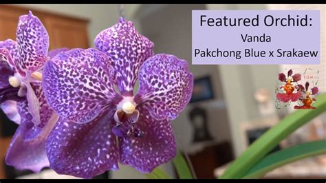 Featured Orchid Vanda Pakchong Blue X Srakaew First Time Vanda