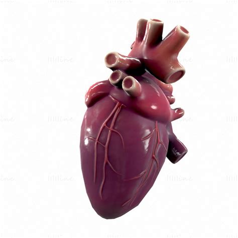 Human Heart Anatomy 3d Model