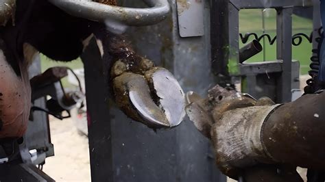 Hoof Trimming Services Cows Hoof Cleaning Big Cows Youtube