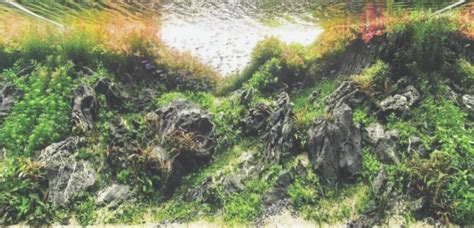 Aquascaping Découvrez l Art de Créer un Paysage Aquatique