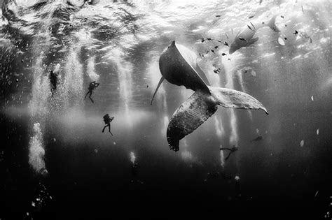 The Rare Beauty of Dozens of Migrating Humpback Whales