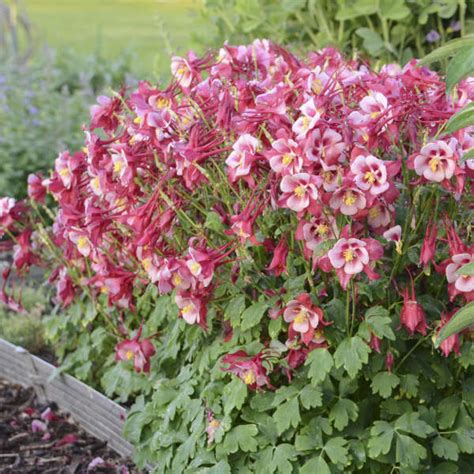 Aquilegia Caerulea Cardinal Columbine Shop Sugar Creek Gardens