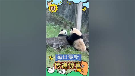 每日最新 🥰 小五小爱传递惊喜！🐼渝爱vs🐼莽灿灿 大熊猫 My Cute Panda Youtube