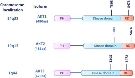 Akt Structure The Three Akt Isoforms Akt Are Kinases Sharing A