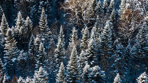 Vista A Rea De Drones Na Floresta Montanhosa Paisagem De Inverno Abetos