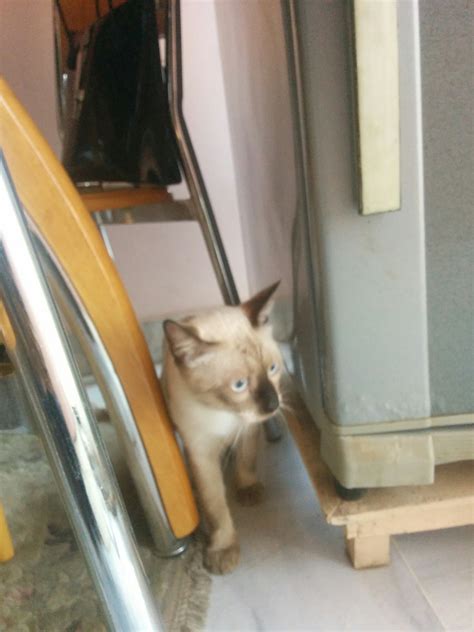 Pets Pakistan - Pure bred Siamese for sale! (10 months)