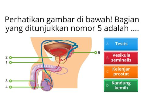 Soal Pilihan Ganda Materi Sistem Reproduksi Quiz