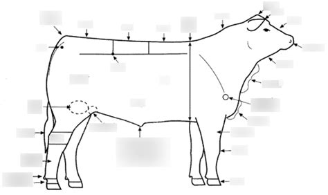 ANSC 1000 Lab Exam 1: Beef Cattle Anatomy Diagram | Quizlet