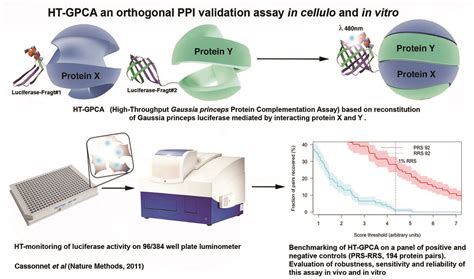 Yves Jacob High Throughput Protein Protein Interaction Assay Based On