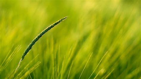 Wallpaper Sunlight Water Nature Plants Field Closeup Green Dew