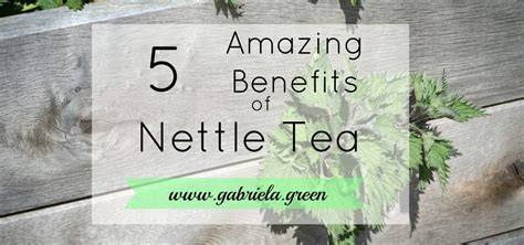 5 Amazing Benefits Of Nettle Tea Gabriela Green