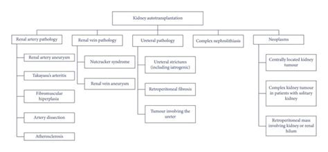 Indications for kidney autotransplantation (KAT). | Download Scientific ...