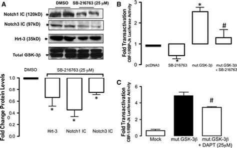 Inhibition Of Gsk 3β Inhibits Notch Signaling A The Effect Of Download Scientific Diagram