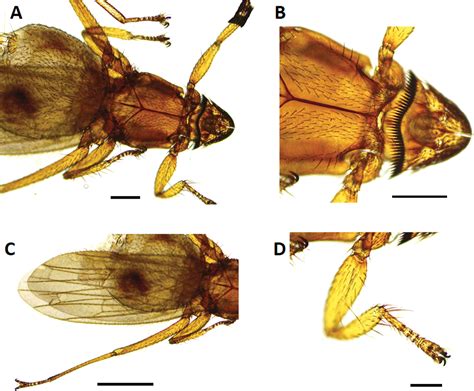 Host Parasite Associations In A Population Of The Nectarivorous Bat