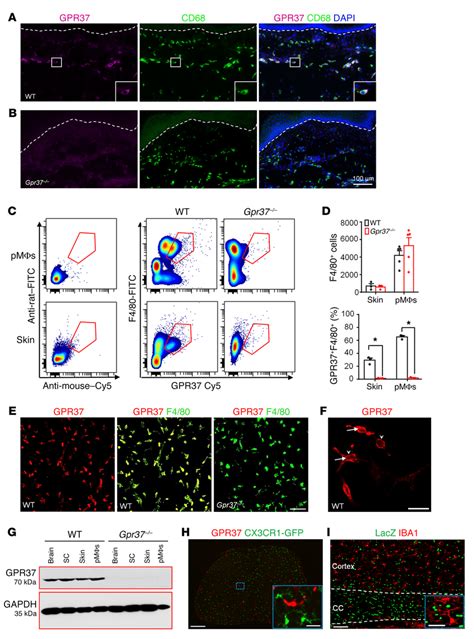 Gpr37 Is Expressed By MΦs Not Microglia A And B Ihc Showing The