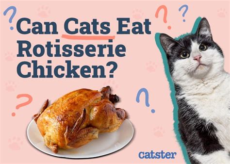 Can Cats Eat Rotisserie Chicken Vet Approved Risks And Faq Catster