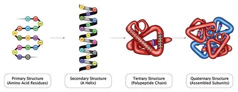 Science of Protein Denaturation by Heat - FoodTech Pathshala