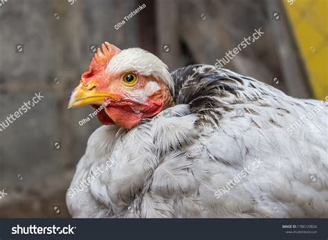 Naked Neck Chicken Looking Camera On Stock Photo Shutterstock