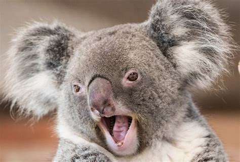 D Nde Viven Los Koalas In Australia Mate