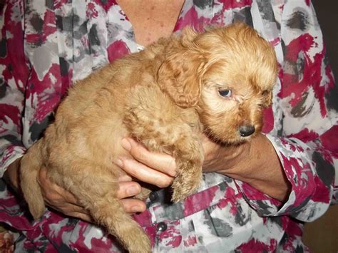 Cavoodle Pups: The Best Temperament Cavoodles We Have Ever Bred