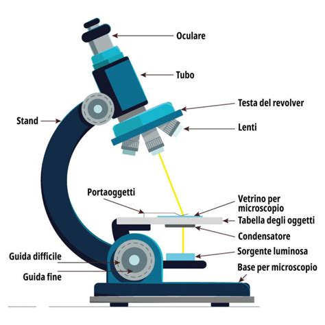 Microscopio ottico che cos è e come funziona prima parte