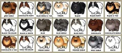 Pomeranian Color Chart