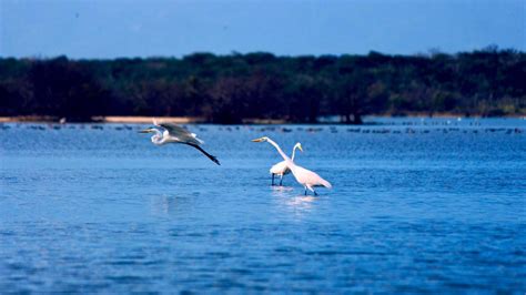 The Flamingo Sanctuary Of La Guajira BnB Colombia Tours