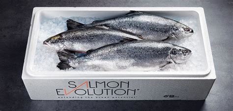 Salmon Evolution Expects First Harvest Shortly