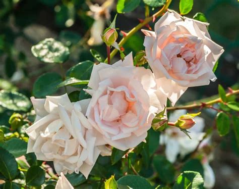 14 Drought Tolerant Roses That Can Handle Dry Conditions