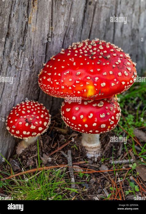 Amanita Muscaria Allgemein Bekannt Als Fliegenpilz Oder Fliegenpilz