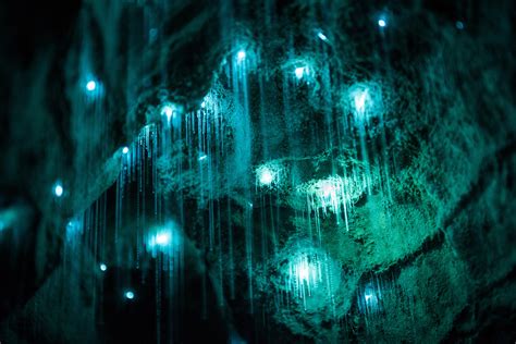 Magical New Zealand cave is illuminated by luminescent glowworms ...