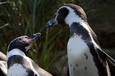 Humboldt Penguin / Humboldtpinguin by Bo-Wildlife on DeviantArt