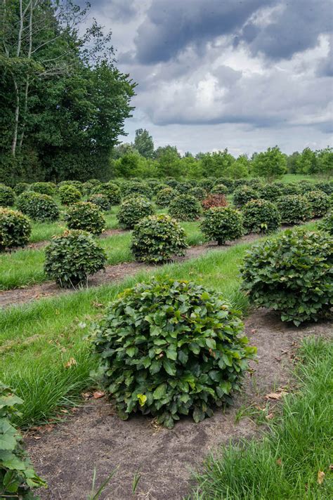 Topiary Shapes Gallery Valley Plants