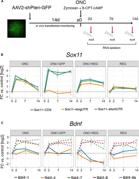 Frontiers Differential Expression Of Sox And Bdnf Mrna Isoforms In