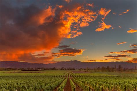 Napa Valley California Vineyard Landscape Sunset Stock Photo Download