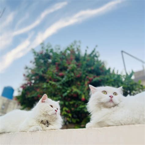 Pakistan cat owners, this is something every pet parent must understand