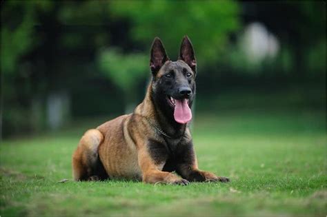 为什么中华田园犬不能当警军犬？ 土狗 田园 杜宾犬 新浪新闻