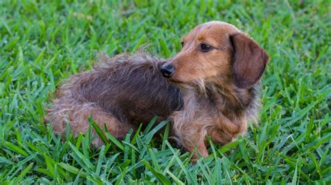 The 3 Types Of Dachshunds Do You Know Them All