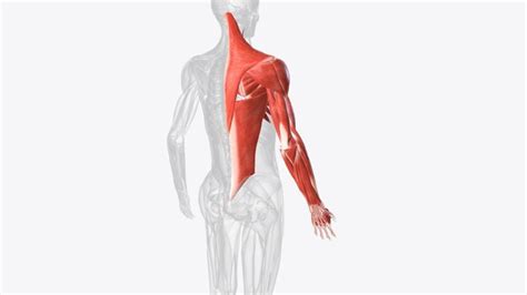 Premium Photo Muscles Of Right Upper Limb