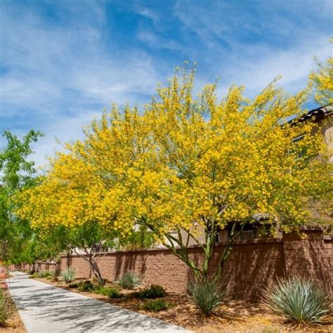 Best Palo Verde Trees For Phoenix Landscapes