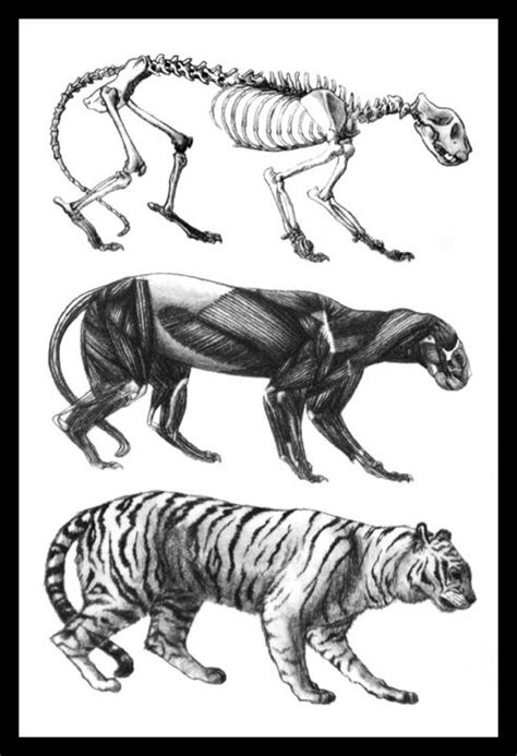 Tiger Anatomy Anatomical Charts And Posters