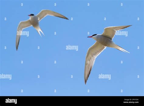 Two common terns (Sterna hirundo) in breeding plumage in flight against ...