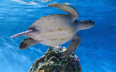 turtle, Tortoise, Underwater, Ocean, Sea, Wildlife Wallpapers HD ...