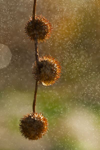 Ann Cutting Photography Sycamore Tree Buds