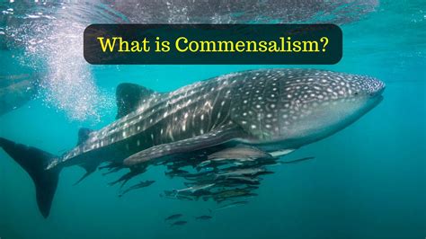 What is Commensalism | Population interactions | Wild Life - YouTube