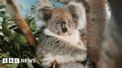 Longleat Welcomes Yani The Southern Koala From Hong Kong