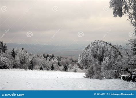 Birch Bending Under The Weight Of Frosted Branches Royalty Free Stock